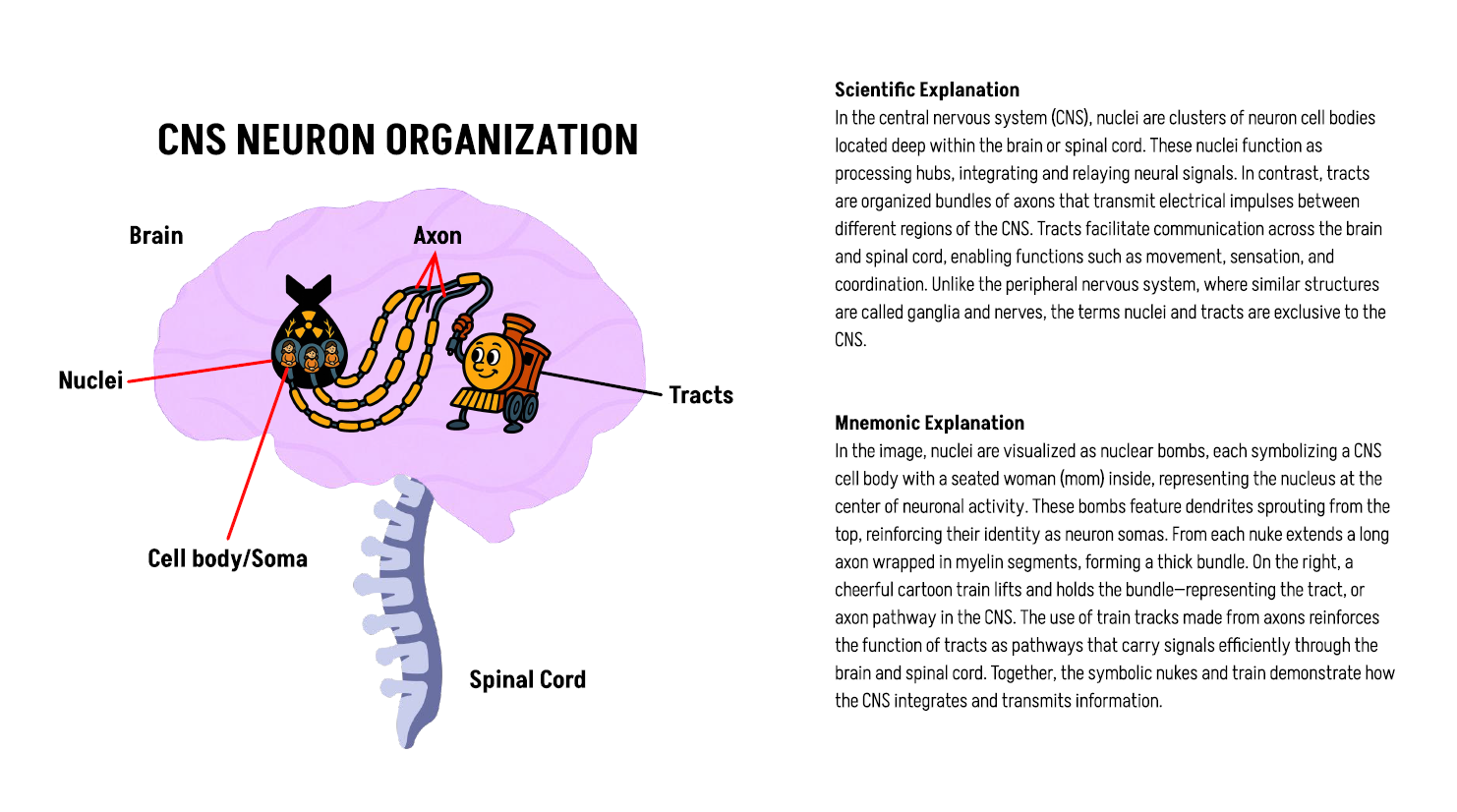 CNS Mnemonic Scientific Explanation